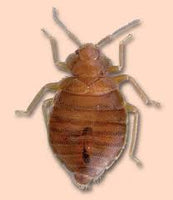 Bedlam Aerosol Can 500g Bedbugs, Lice, Ticks, Fleas, Dust Mites